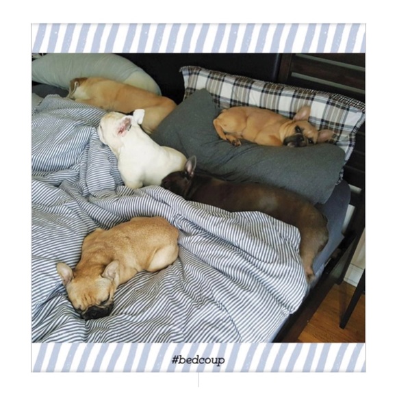 🆕 Manny the Frenchie’s Art of Happiness Book - Picture 7 of 9